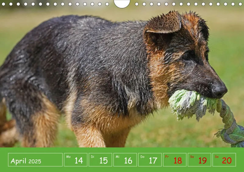 A4 2025 Wochenkalender Schäferhündin