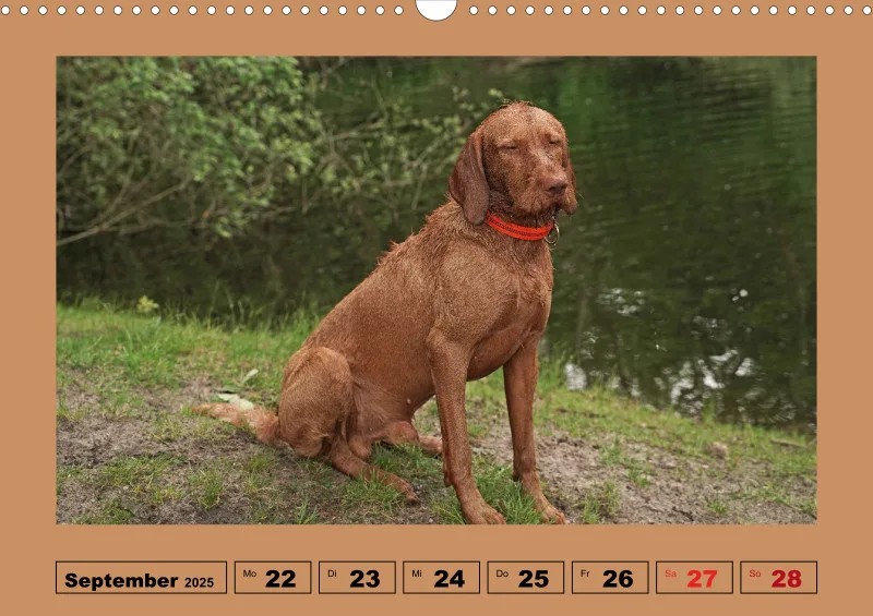 2025 A3 Wochenkalender Faszination Magyar Vizsla