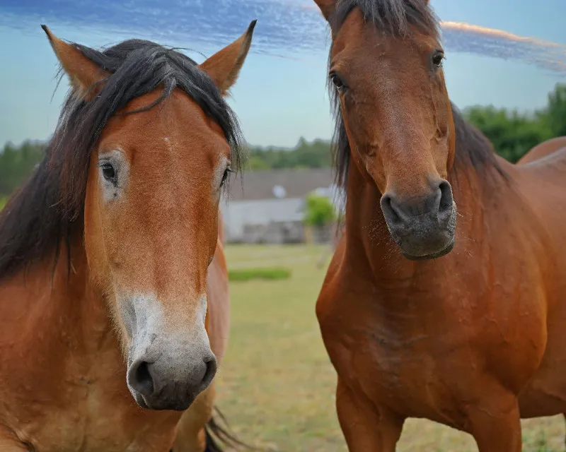 Kaltblut und Trakehner