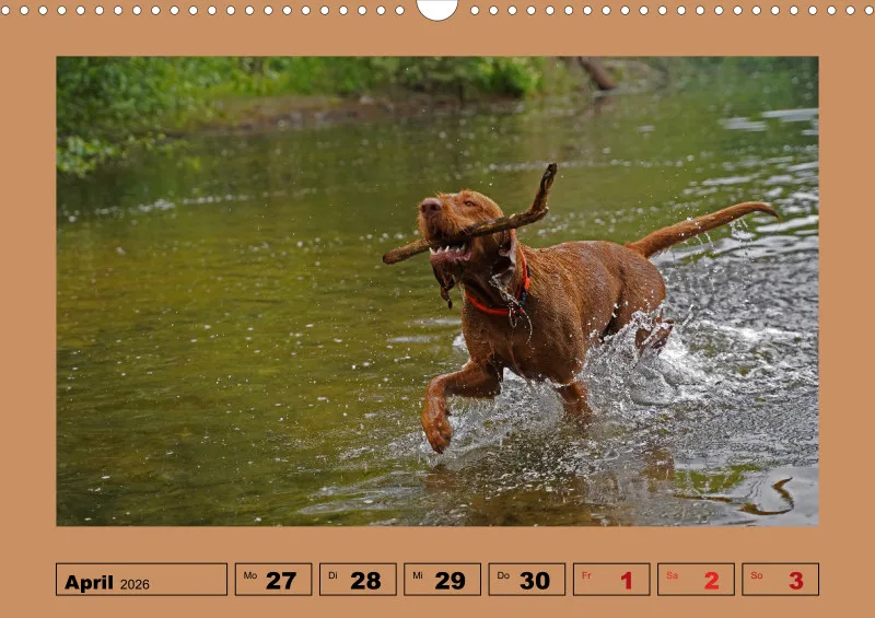 2026 A3 Wochenkalender Faszination Magyar Vizsla