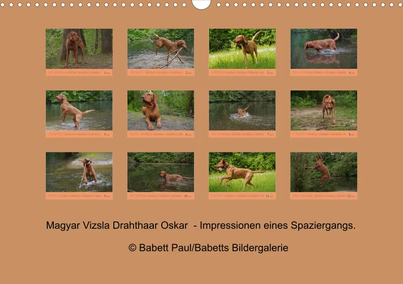 2026 A3 Faszination Magyar Vizsla