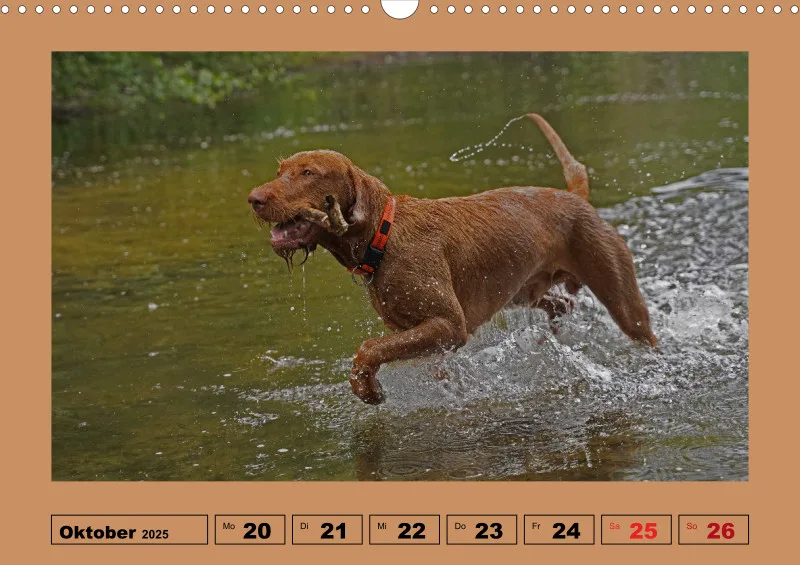 2025 A3 Wochenkalender Faszination Magyar Vizsla