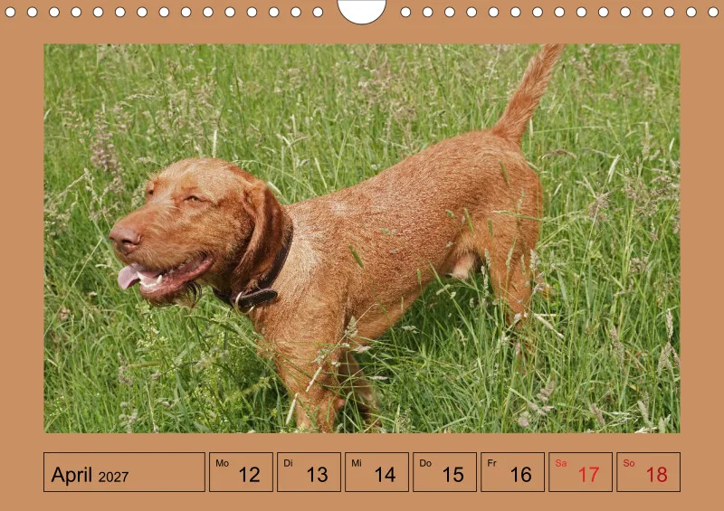 2027 A4 Wochenkalender Faszination Magyar Vizsla