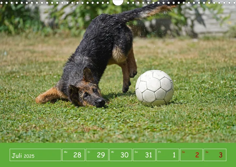 A3 2025 Wochenkalender Schäferhund