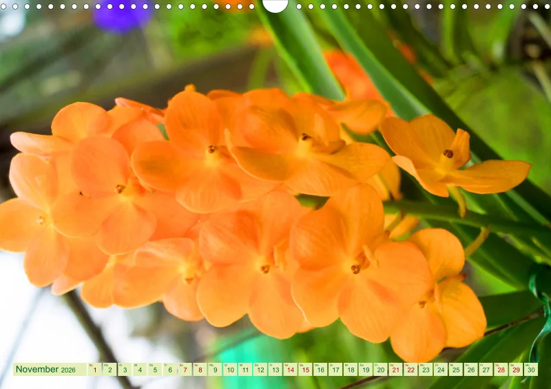 2026 A3 Farbzauber Orchideen