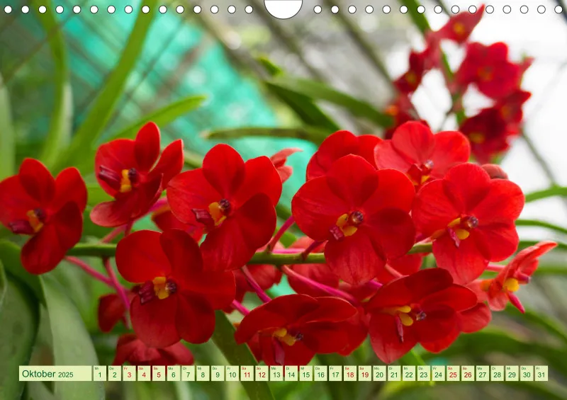 2025 A4 Farbzauber Orchideen
