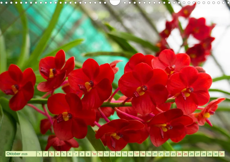 2026 A3 Farbzauber Orchideen