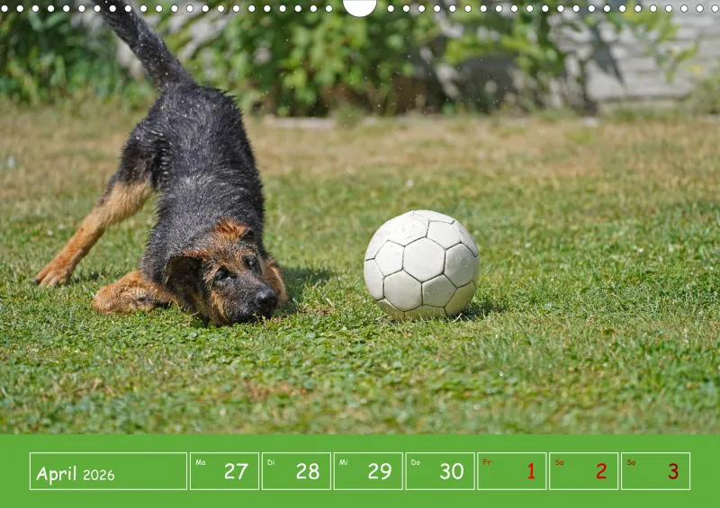 A3 2026 Wochenkalender Schäferhund