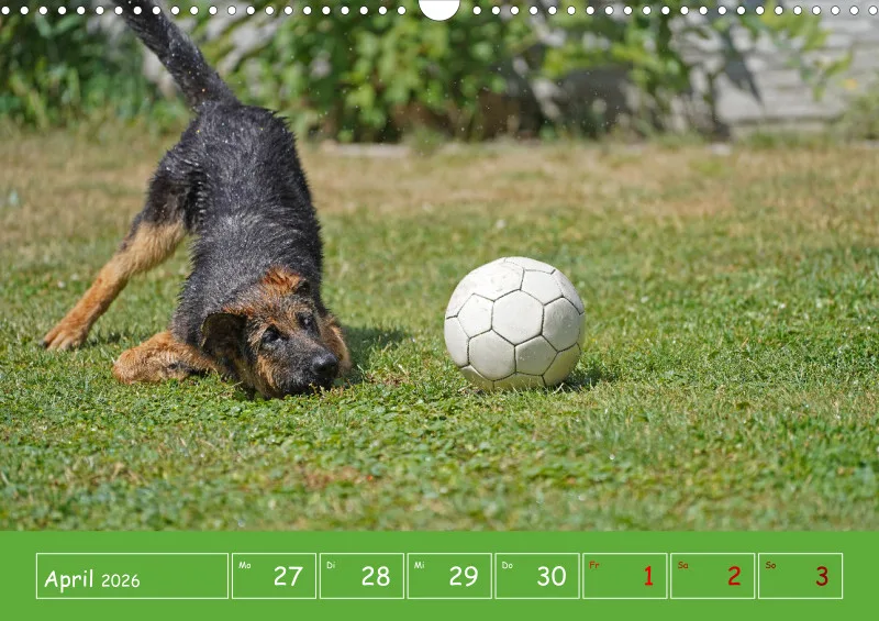A3 2026 Wochenkalender Schäferhund