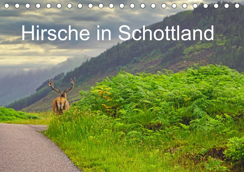 2026 A5 Hirsche in Schottland