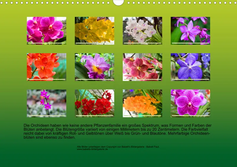 2026 A3 Farbzauber Orchideen