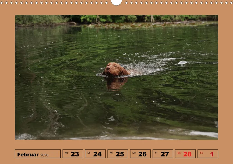 2026 A3 Wochenkalender Faszination Magyar Vizsla