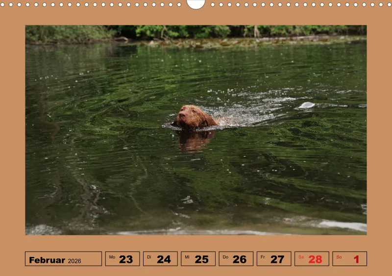 2026 A3 Wochenkalender Faszination Magyar Vizsla
