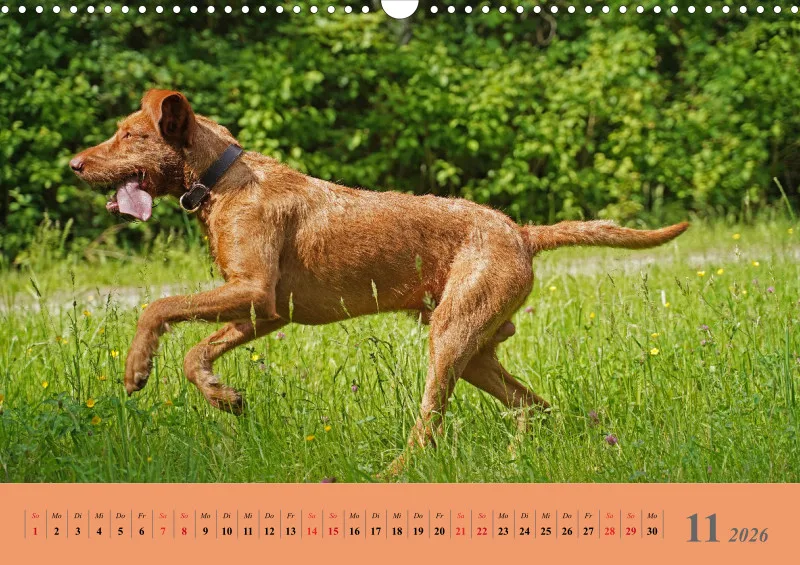 2026 A3 Faszination Magyar Vizsla