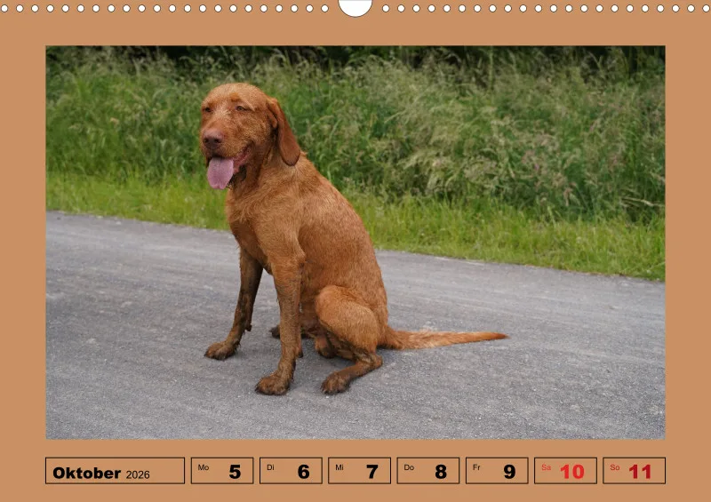 2026 A3 Wochenkalender Faszination Magyar Vizsla