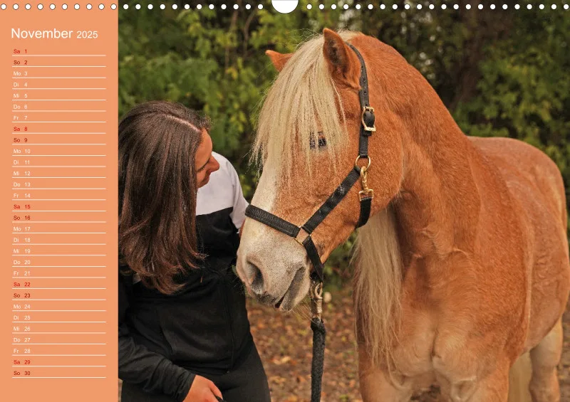 2025 A3 Haflinger Mifisto und Reiterin