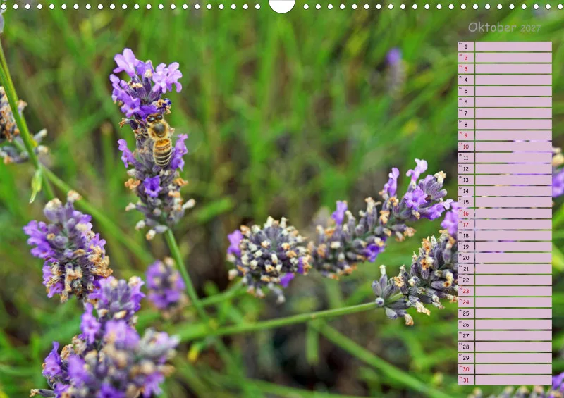 2027 A3 Terminplaner Farbzauber Lavendel