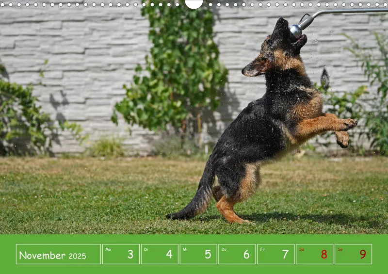 A3 2025 Wochenkalender Schäferhund