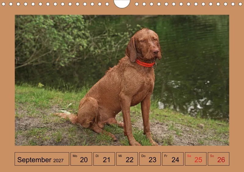 2027 A4 Wochenkalender Faszination Magyar Vizsla