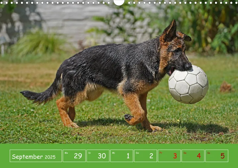 A3 2025 Wochenkalender Schäferhund