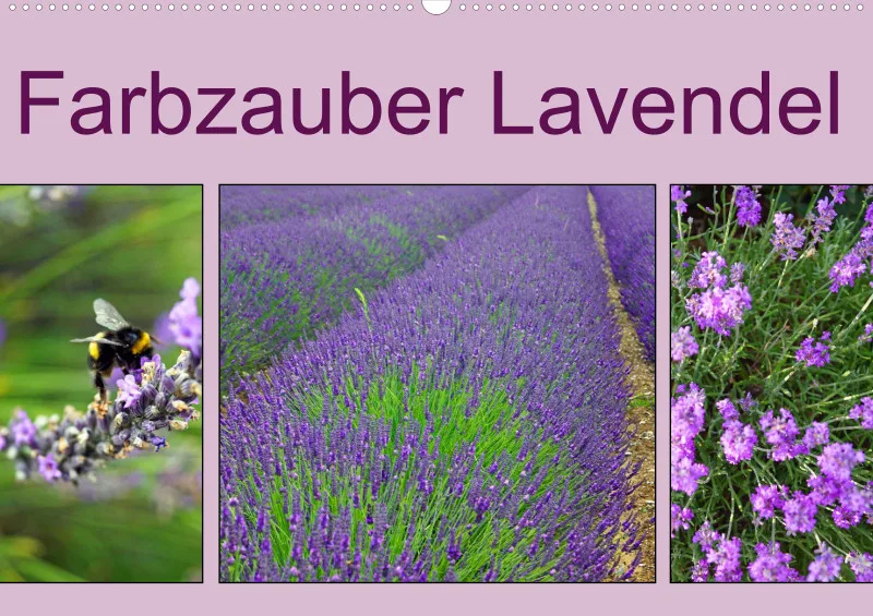 2026 A2 Farbzauber Lavendel