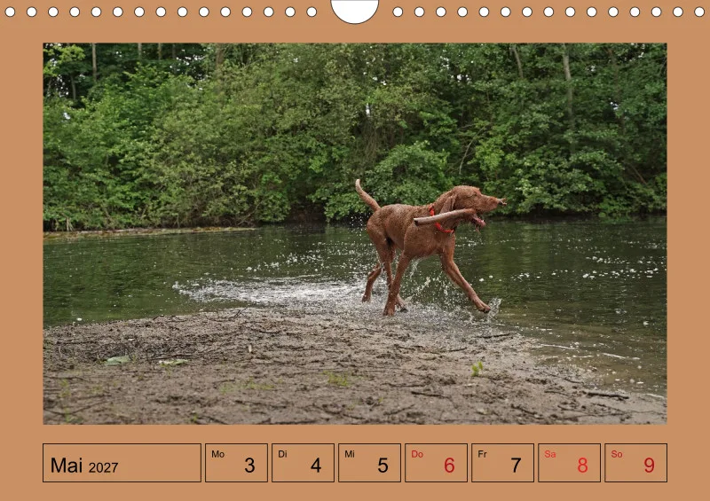 2027 A4 Wochenkalender Faszination Magyar Vizsla