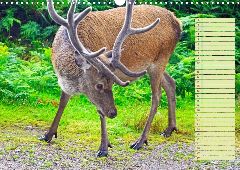 2025 A3 Hirsche in Schottland