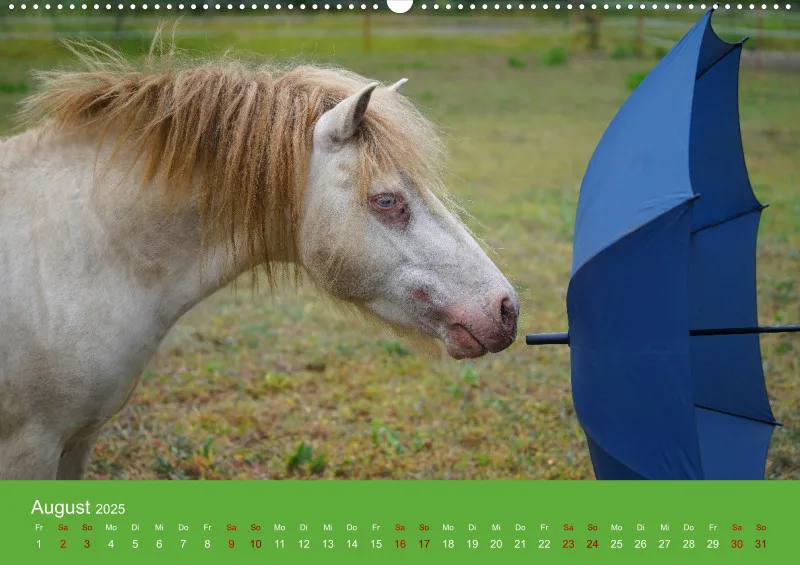 2025 A2 Faszination Shetlandpony