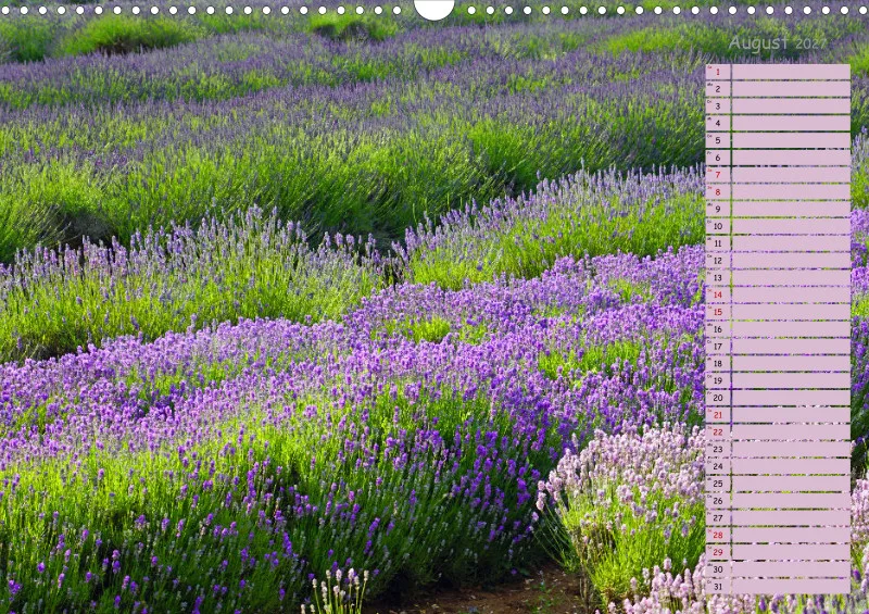 2027 A3 Terminplaner Farbzauber Lavendel