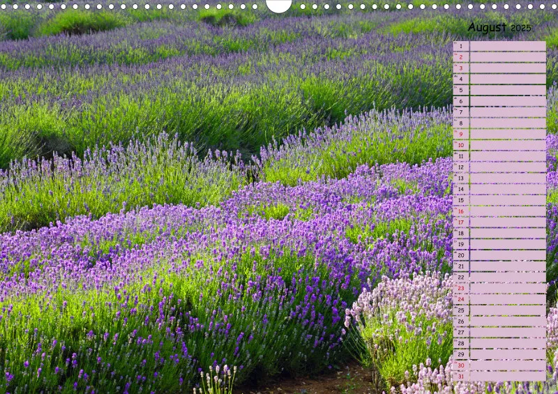 2025 A3 Terminplaner Farbzauber Lavendel