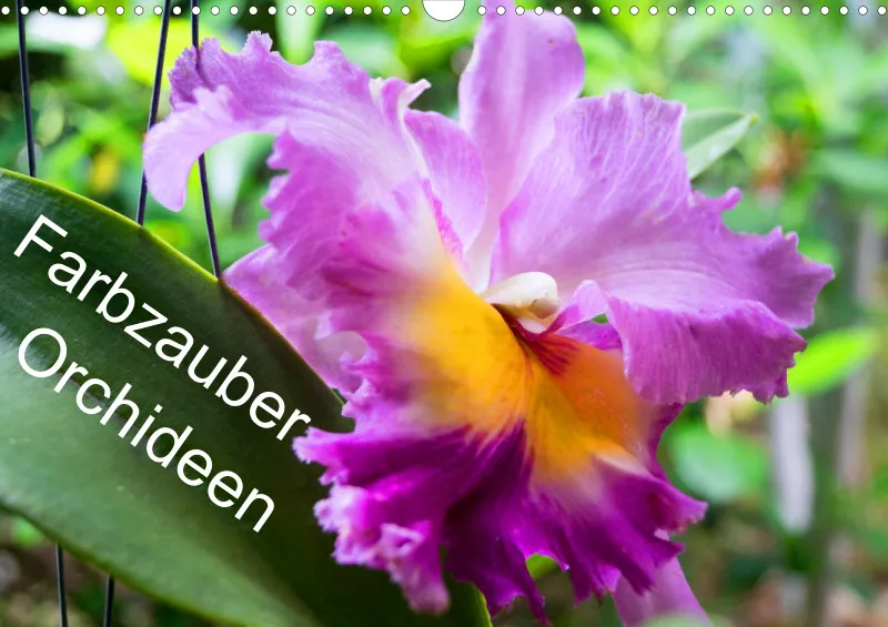 2025 A3 Farbzauber Orchideen