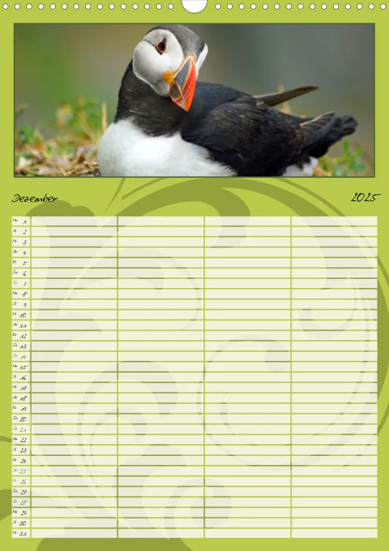 2025 A3 Papageitaucher-Kleine Vögel im Frack!