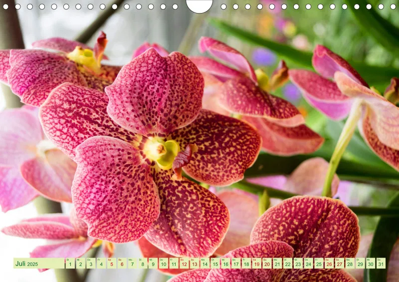 2025 A4 Farbzauber Orchideen