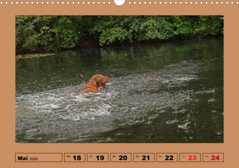 2026 A3 Wochenkalender Faszination Magyar Vizsla