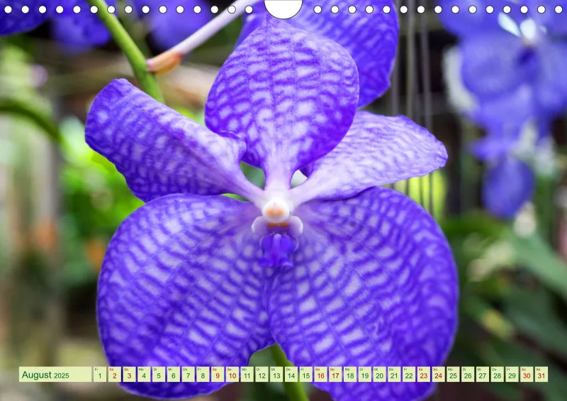2025 A4 Farbzauber Orchideen