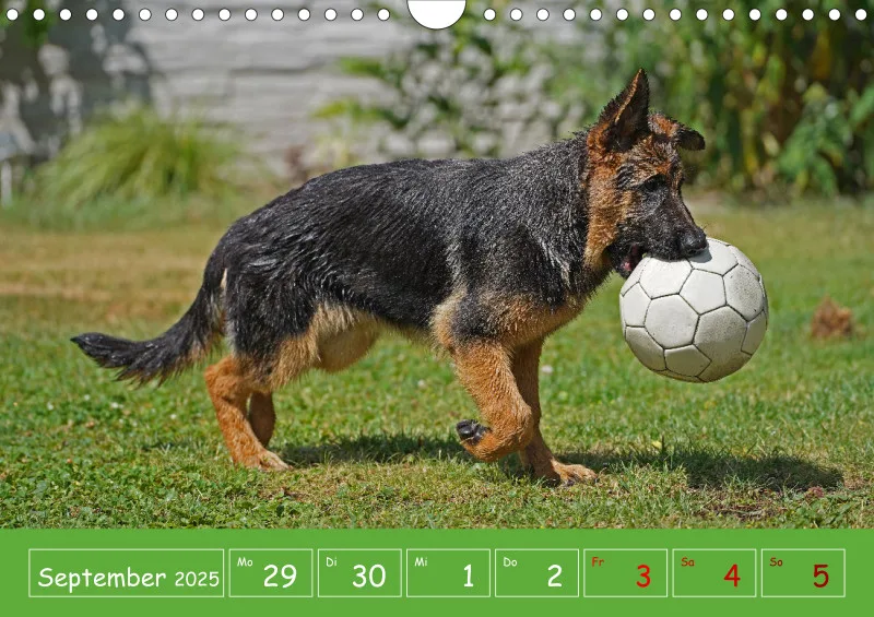 A4 2025 Wochenkalender Schäferhündin