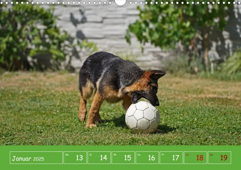 A3 2025 Wochenkalender Schäferhund