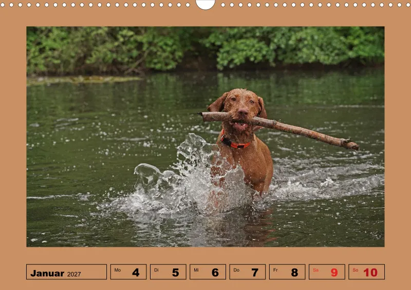 2027 A3 Wochenkalender Faszination Magyar Vizsla