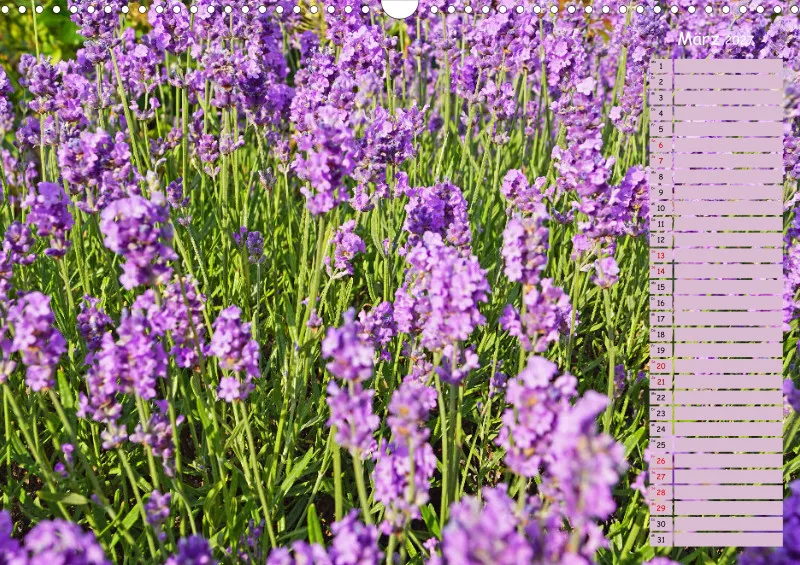 2027 A3 Terminplaner Farbzauber Lavendel