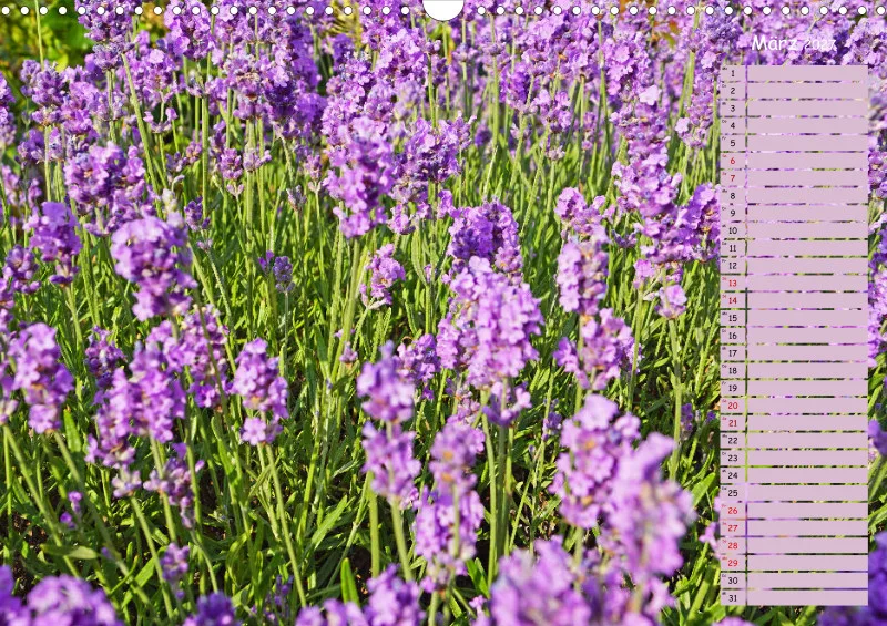2027 A3 Terminplaner Farbzauber Lavendel