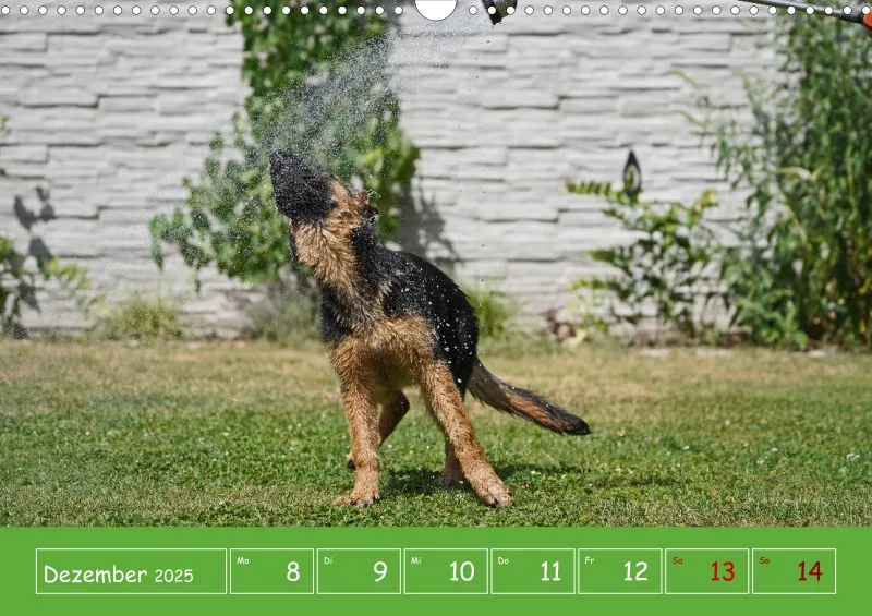A3 2025 Wochenkalender Schäferhund