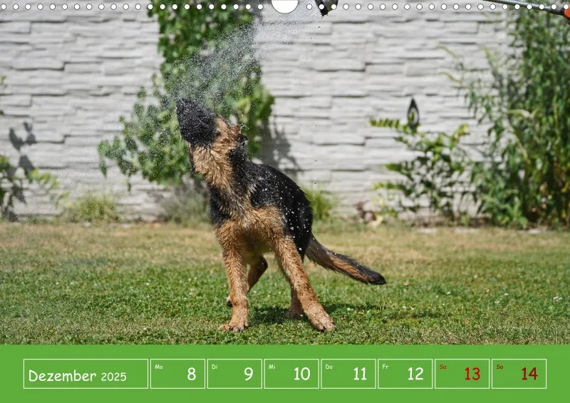 A3 2025 Wochenkalender Schäferhund