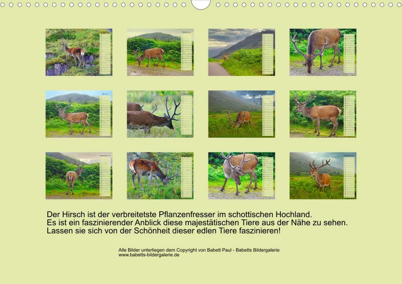 2025 A3 Hirsche in Schottland