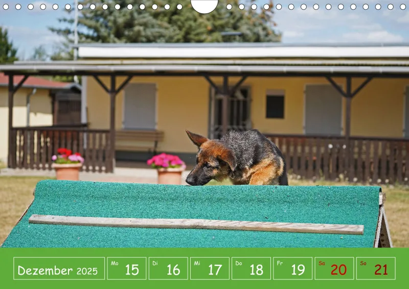 A4 2025 Wochenkalender Schäferhündin