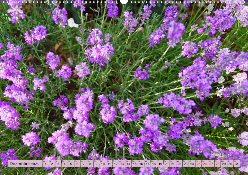 2025 A2 Farbzauber Lavendel