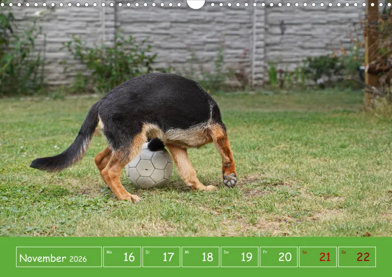 A3 2026 Wochenkalender Schäferhund