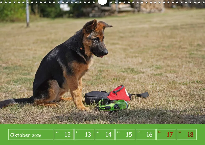 A3 2026 Wochenkalender Schäferhund