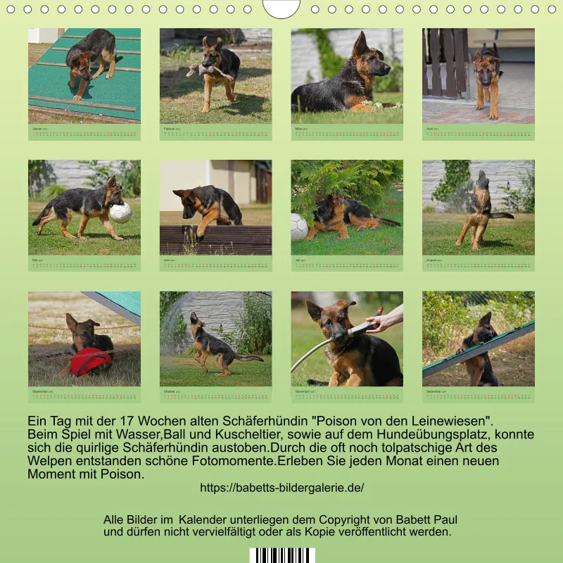Quadrat 30x30 2027 Schäferhund