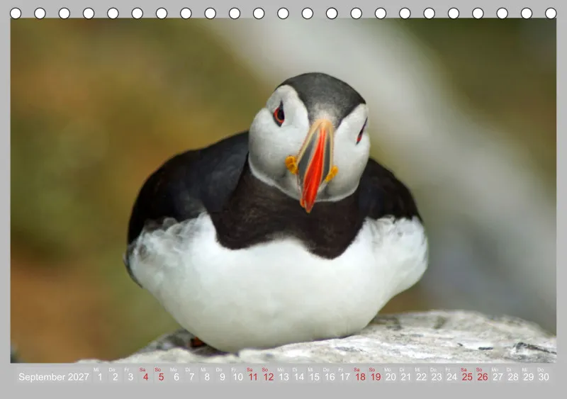 2027 Tischkalender A5 Papageitaucher - Kleine Vögel ganz groß!