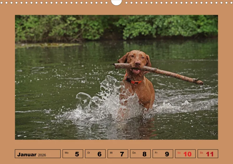 2026 A3 Wochenkalender Faszination Magyar Vizsla
